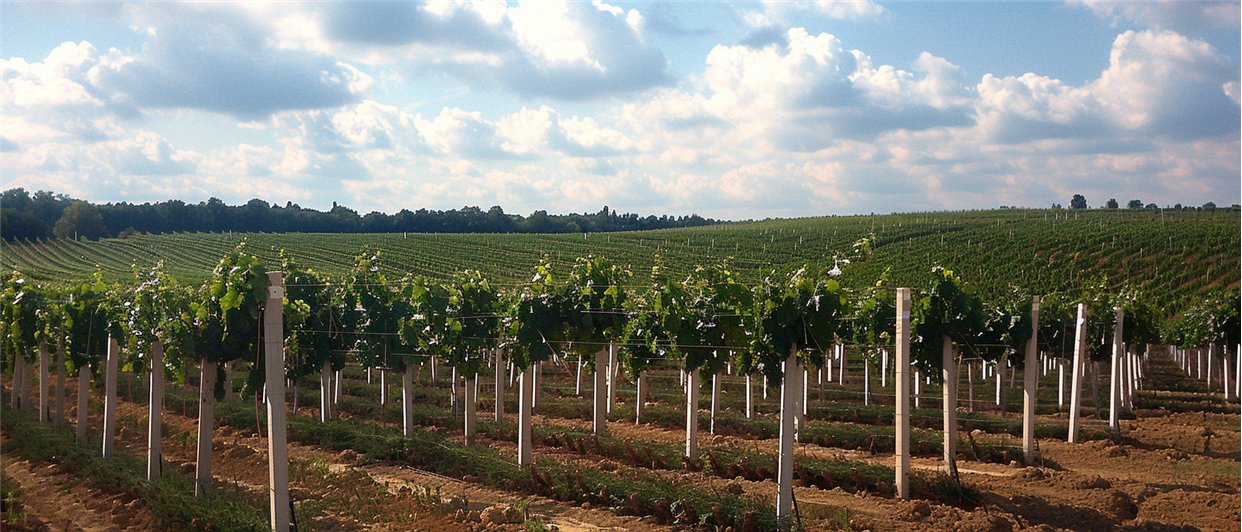 PVC stupovi i pletiva